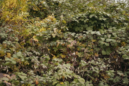 2025.10.15 Hundewiese Brombeeren schneiden 17