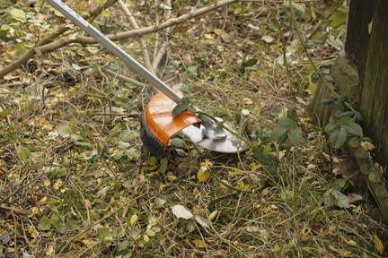 2025.10.15 Hundewiese Brombeeren schneiden 25