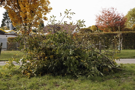 2025.10.15 Hundewiese Brombeeren schneiden 31