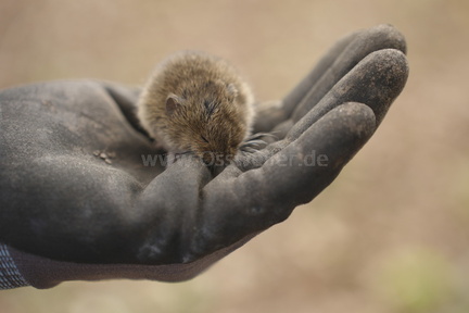 2025.10.15 Hundewiese Brombeeren schneiden 49